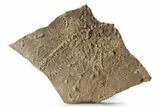 Cruziana (Fossil Trilobite Trackway) - Morocco #251951-1